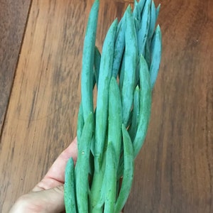 Extra Large Blue Chalk Sticks Cuttings, Curio Repens, Chalk Fingers Succulent, Good Ground Cover or in Pot, Beautiful Blue Green Color