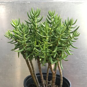 Large Miniature Pine Tree, Succulent, Crassula Tetragona Rooted and Healthy Live Plant immagine 2