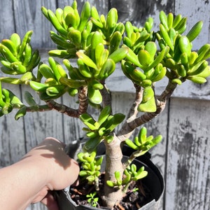 Large 1 Gallon Shrek's Ear Jade Succulent, Ogre Ear Jade, Red Horn Tree Plant, Crassula Ovata