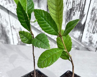 Two Loquat Tree Seedlings, Japanese Plum Eriobotrya Japonica, Live
