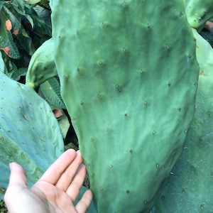 May include: A large, green cactus paddle with many small, round bumps. A hand is shown for scale.