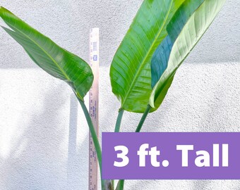 3' Tall White Bird of Paradise plant | Large and Mature Live BOP | Bare root