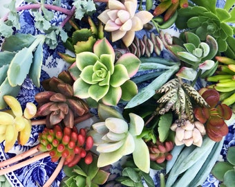 200 Colorful Succulent Cuttings, 1"-5" Assorted Bulk Succulents for Weddings, Projects, Bouquets, Center Pieces, Wreaths, Fairy Gardens