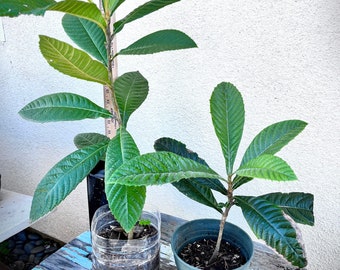 1 Gallon Loquat Tree Japanese Plum Eriobotrya Japonica Tropical Live