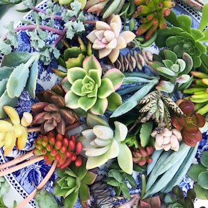 40 Succulent Cuttings, Assorted Bulk Succulents for Weddings, Projects, Bouquets, Center Pieces, Wreaths, Fairy Gardens