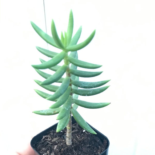 Miniature Pine Succulent Crassula Tetragona, Live