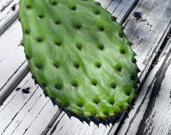3 Pads 8"-4" Prickly Pear Cactus Pads, Opuntia Pad, Nopal/Nopales, Fruit-producing