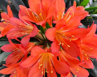 1 Gallon Kaffir Lily Clivia Miniata Natal Fire Bush Lily | Bare root