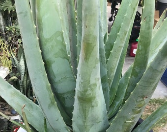 Large Organic Aloe Vera Plant  Barbadensis Live | Shipped bare root | Big Leaves Healthy