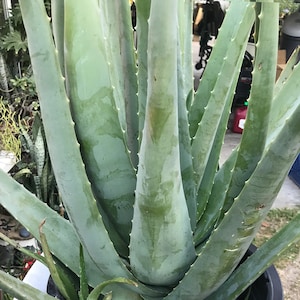 Large Organic Aloe Vera Plant  Barbadensis Live | Shipped bare root | Big Leaves Healthy