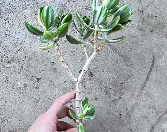 Large Tricolor Variegated Jade Plant Crassula Ovata 'Variegata' | Bare root