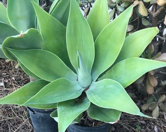 Large Fox Tail Agave Plant, Agave Attenuata, Handsome Rosette, Drought-Tolerant Live Plant, No Spines, Foxtail Agave, Easy to Grow