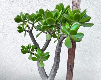 Giant Jade Crassula Ovata | Extra Large Live Jade Plant | Bare Root Thick Trunk