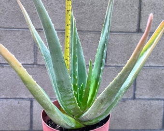Aloe Vera Aloe Barbadensis Organic 35+ Seeds ( ) - Perfect