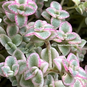 Sedum Little Missy 2" pot