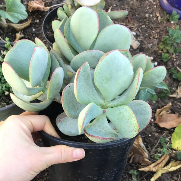 1 Gallon Silver Dollar Jade plant, Crassula Arborescens, Rooted | Drought-tolerant succulent, low maintenance | Ships bare root