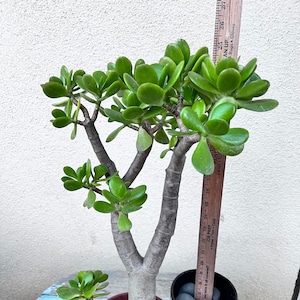 May include: A large green jade plant in a brown pot with a smaller jade plant in a red pot. The larger plant is about 26 inches tall and is next to a ruler.