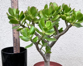 Large Jade Crassula Ovata | Good for Bonsai