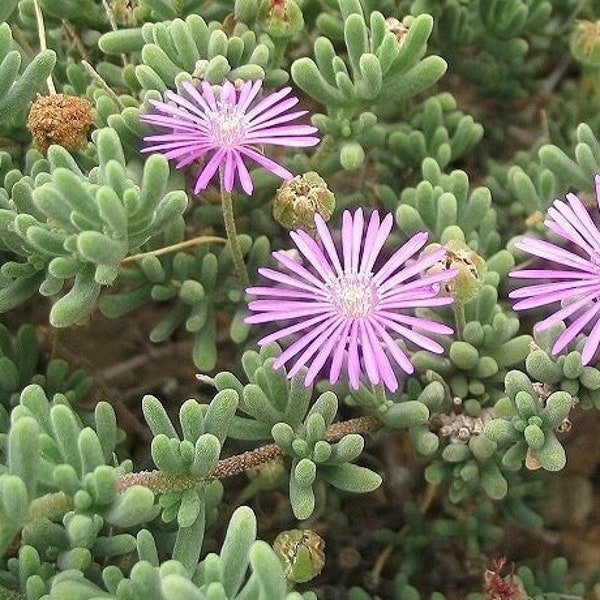 Rosea Ice Plant cuttings | Drosanthemum floribundum Trailing | Pale Pink Flowers