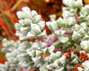 Rare Pink Vygie, Sandstone Oscularia Deltoides, Lampranthus Blandus, Pink Ice Plant 3" Cuttings Live Succulent