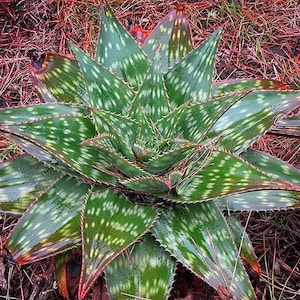 Large Soap Aloe, Aloe Maculata, Zebra Aloe, Aloe Macrocarpa | Beautiful Rooted Live Plant