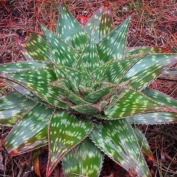 Large Soap Aloe, Aloe Maculata, Zebra Aloe, Aloe Macrocarpa | Beautiful Rooted Live Plant