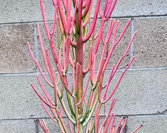 5' Firestick Live Tree • Euphorbia tirucalli • Pencil Cactus Plant