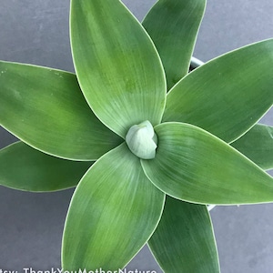 Live Foxtail Agave Plant, Agave Attenuata |  No Spines Soft Leaves  Fox Tail Agave | Bare root | Free Shipping