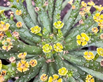 Large Medusa's Head Succulent | Euphorbia flanaganii | Live | Bare root