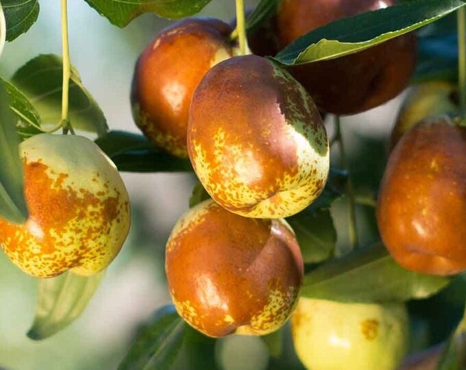 4 Lb. Fresh Jujube Fruit, Organic Free Shipping Hong Zao 대추 Hóngzǎo 紅棗