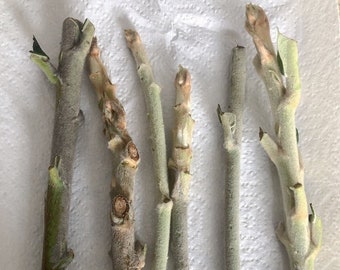 6 Loquat cuttings (different varieties) | Eriobotrya Japonica scion grafting propagation