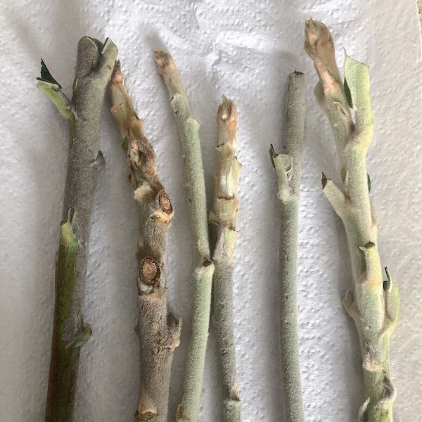 6 Loquat cuttings (different varieties) | Eriobotrya Japonica scion grafting propagation