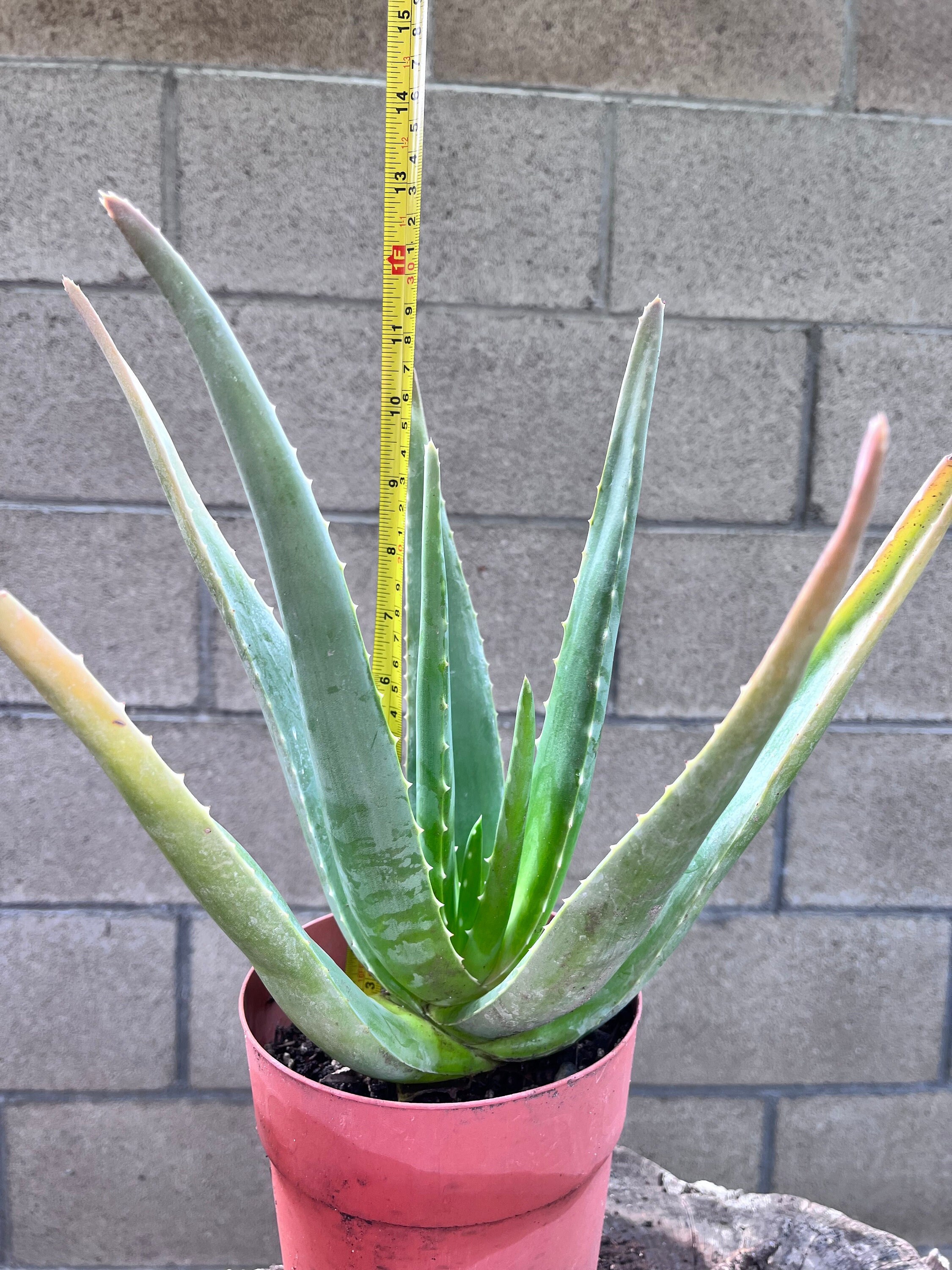 Organic Aloe Vera | Barbadensis Live Plant | Yellow Flower | Ships Bare  Root | Easy to Grow - Etsy
