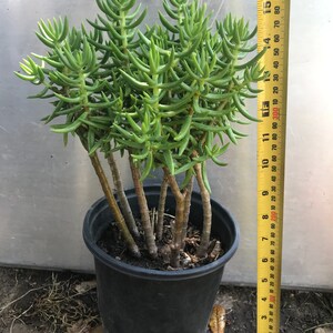 Large Miniature Pine Tree, Succulent, Crassula Tetragona Rooted and Healthy Live Plant immagine 3