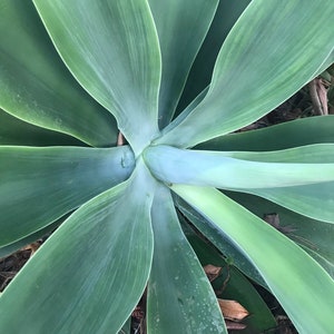 fox tail agave, agave attenuata, dragon tree agave, swan's neck agave, buy fox tail agave online, fox tail agave for sale, agave attenuata live plant, large fox tail agave, small fox tail agave plant, fox tail agave seeds, variegated fox tail agave