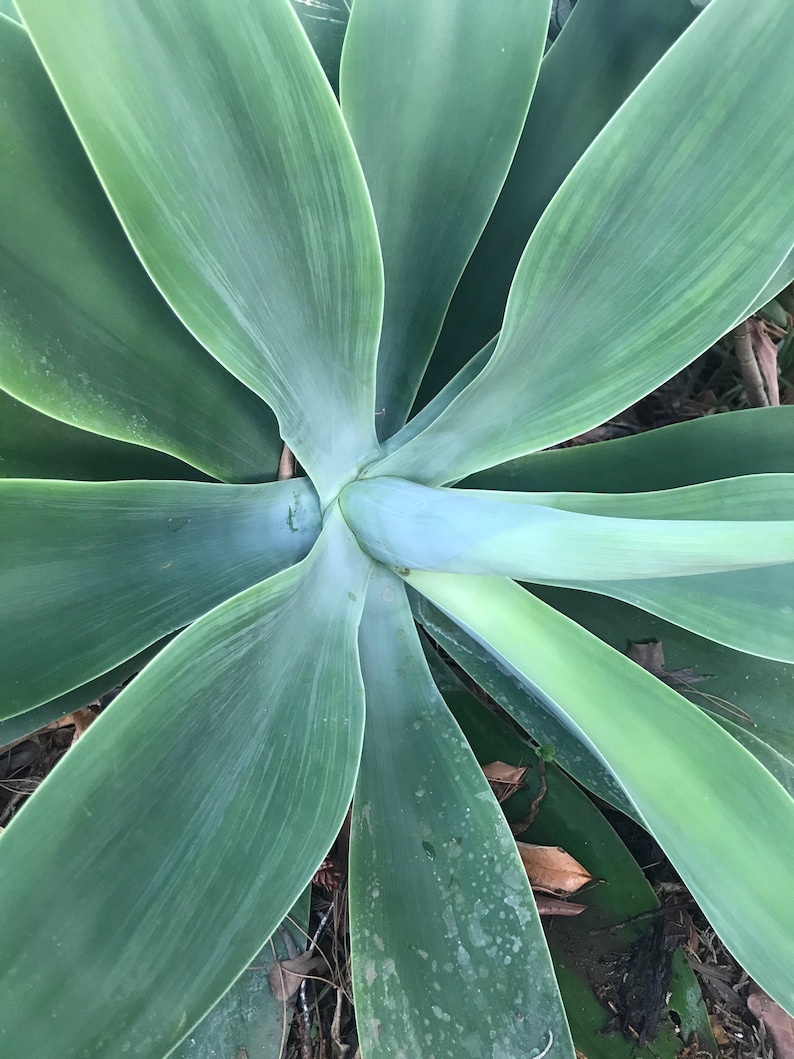 fox tail agave, agave attenuata, dragon tree agave, swan's neck agave, buy fox tail agave online, fox tail agave for sale, agave attenuata live plant, large fox tail agave, small fox tail agave plant, fox tail agave seeds, variegated fox tail agave