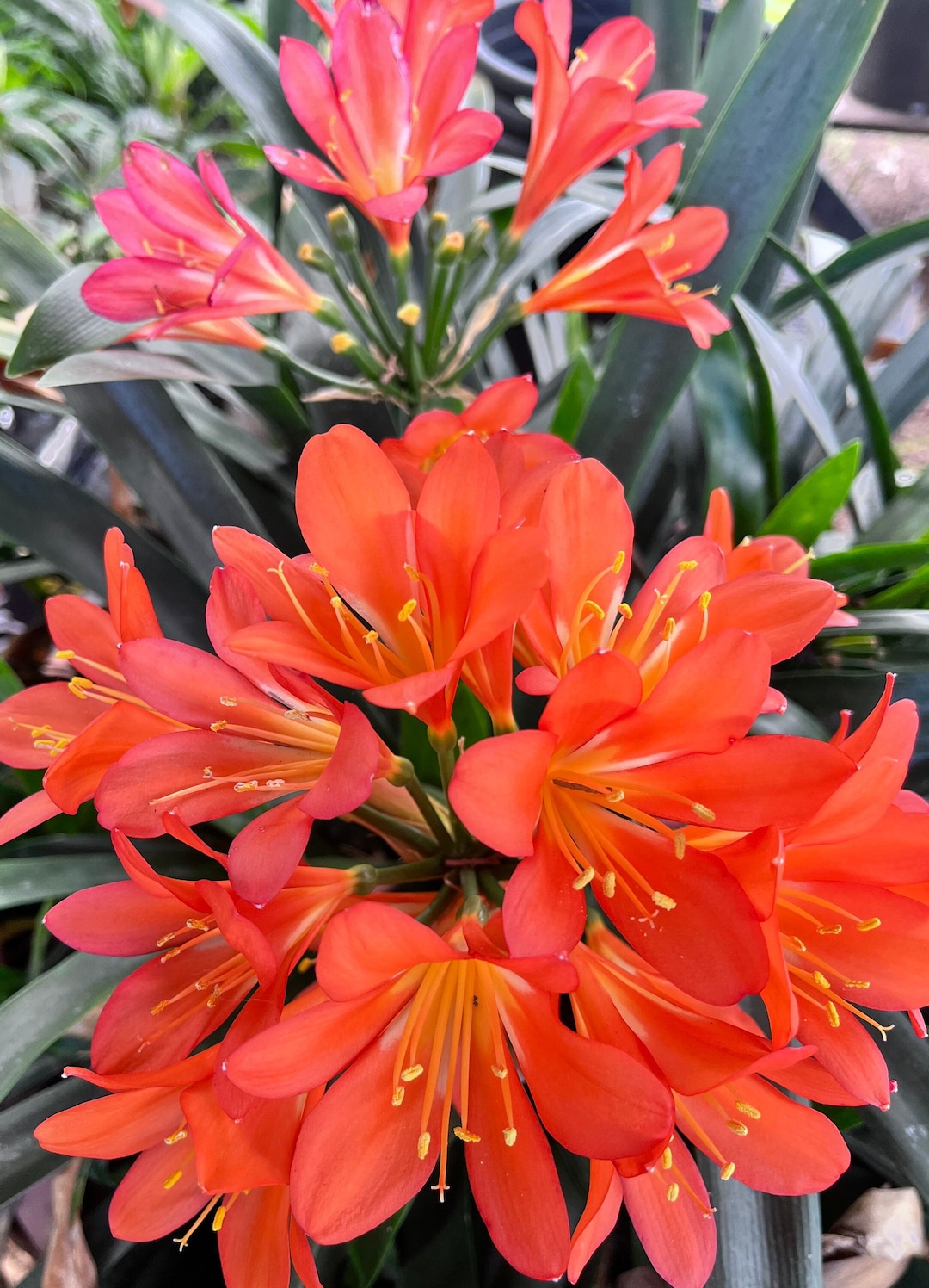 Clivia Miniata Roots 1 Gallon Kaffir Lily Clivia Miniata Natal Fire Bush Lily Bare Root - Etsy