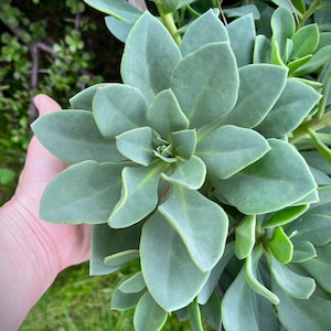 1 Large Rock Purslane Cutting | Calandrinia spectabilis