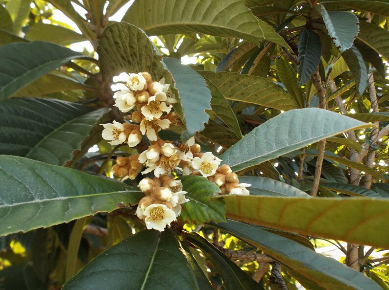 Loquat Tree Seattle 6 Loquat Cuttings, BIG FRUIT Rare Hybrid (white Flesh), Big Jim ...