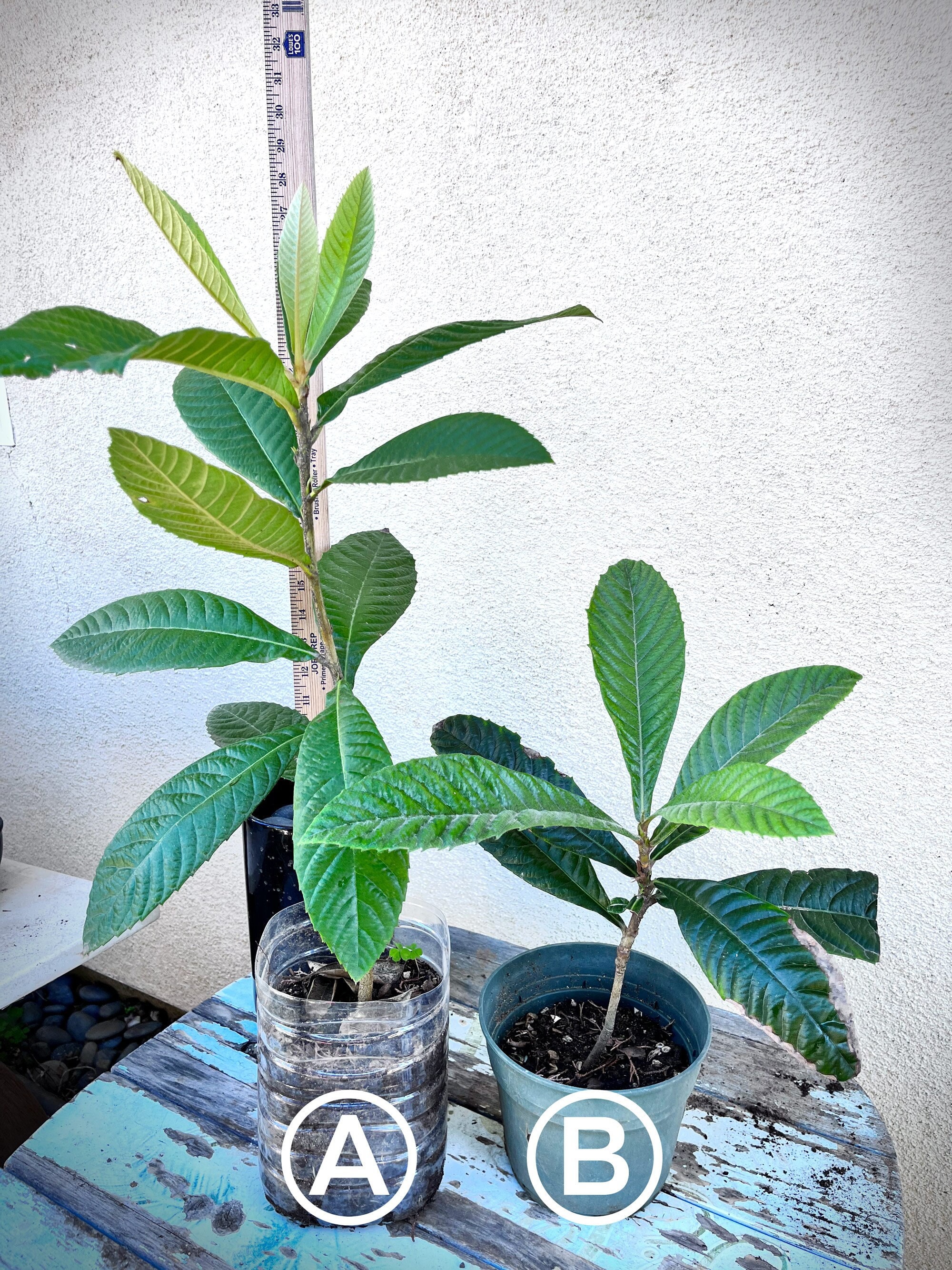 1 Gallon Loquat Tree Japanese Plum Eriobotrya Japonica Tropical Live - Etsy