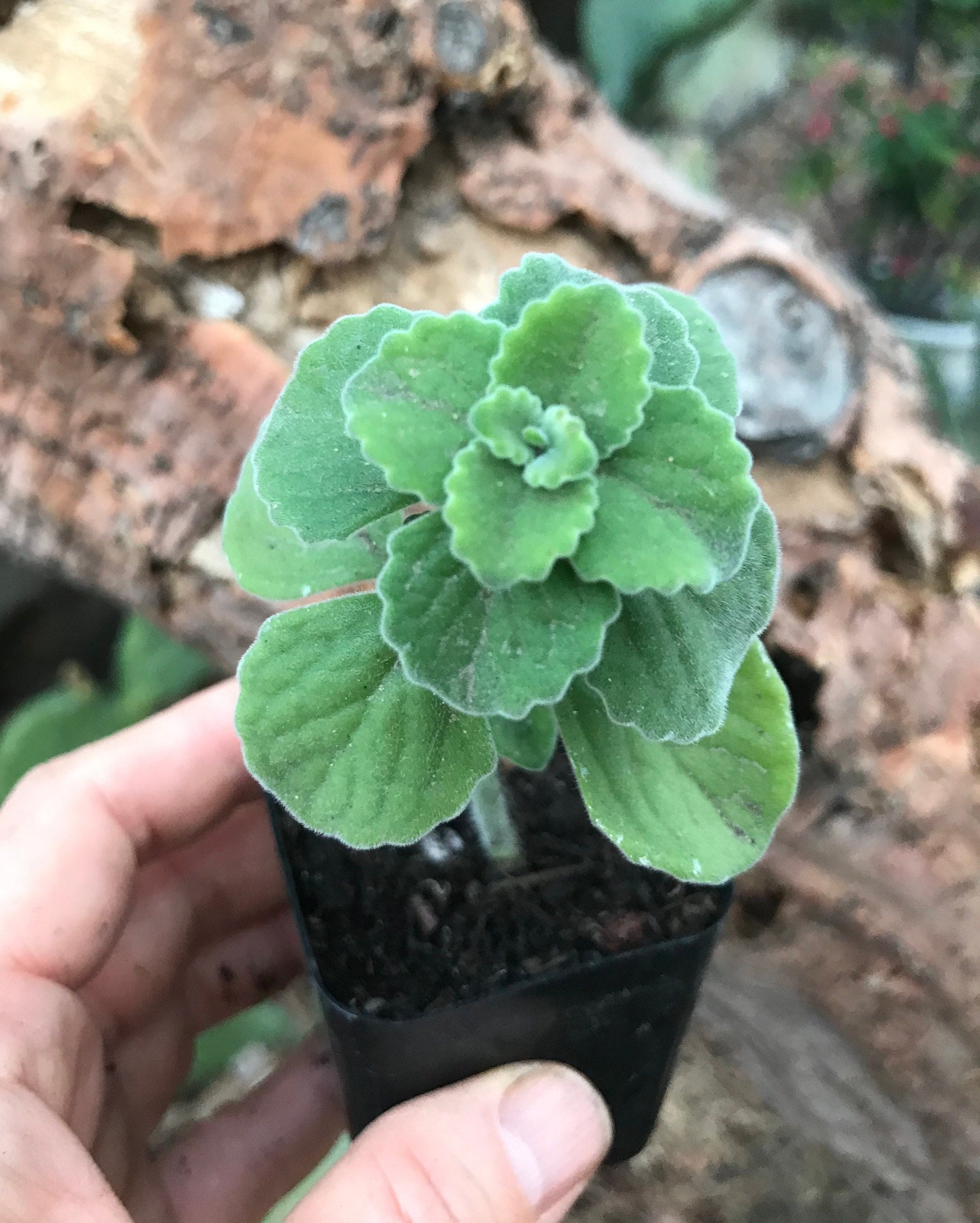 Scaredy Cat Plant Plectranthus caninus Coleus canina Live -  Portugal