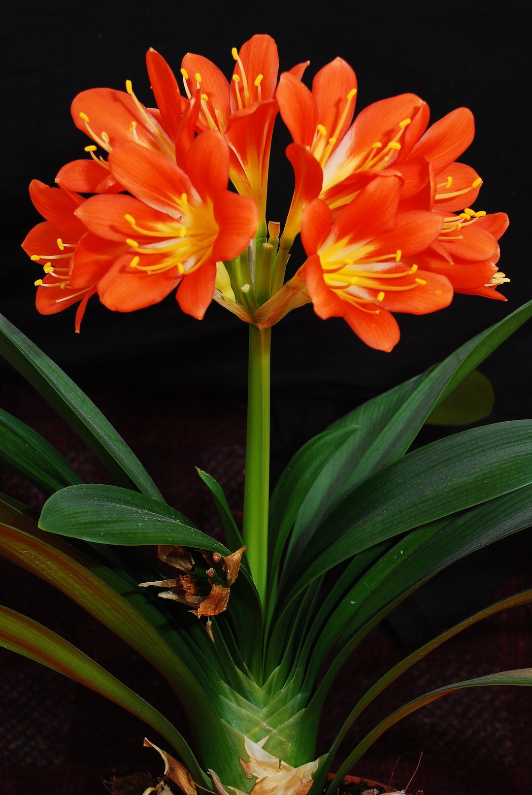 Clivia Miniata Roots Kaffir Lily Live Plant | Clivia Miniata | Natal Fire Bush Lily | Bare ...