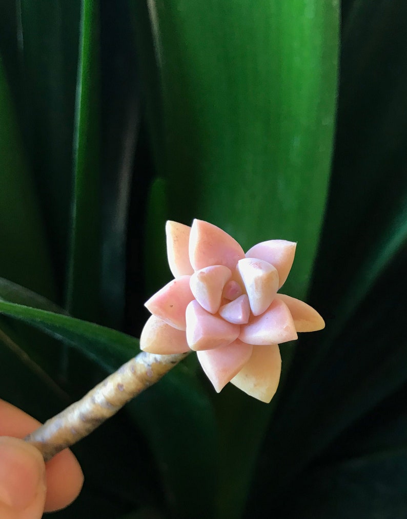 Peach Pink Ghost Plant Cuttings, Graptopetalum Paraguayense Ghosty 'Pinky,' Peach Variety Gorgeous Pink Color Live Succulent image 1