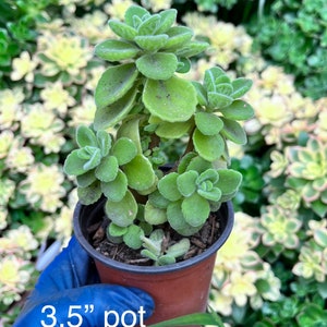 Scaredy Cat Plant Plectranthus caninus, Coleus canina Live Succulent Potted (3.5" pot)