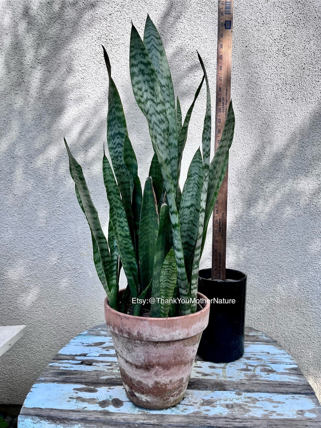 6 foot snake plant Snake Plant Laurentii with Planter - Large (22-24" tall) Sand Planter