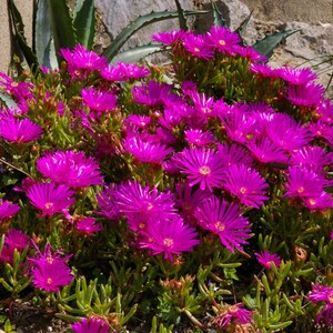 Bulk Pink Purple 'Lady Fingers' Ice Plant Lampranthus Spectabilis Trailing Live Succulent Perennial, Great For Ground Cover or Pot image 2