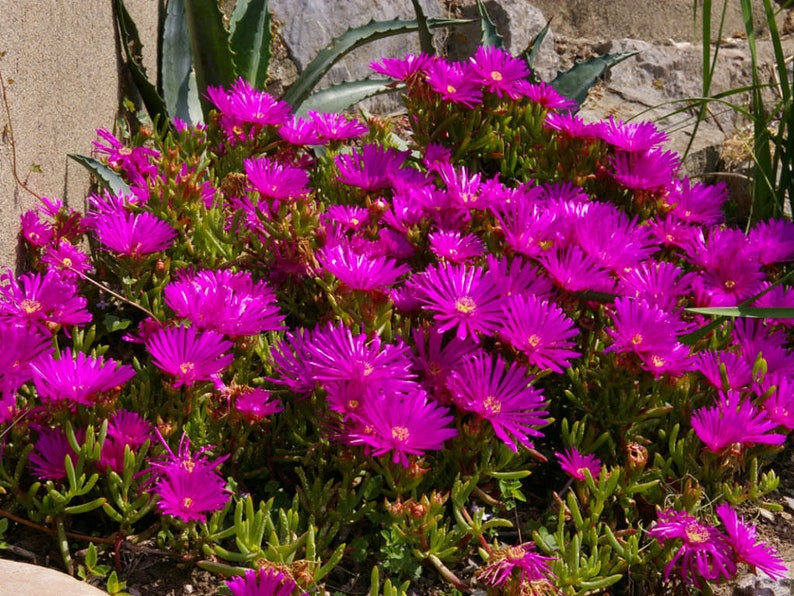 Bulk Pink Purple 'Lady Fingers' Ice Plant Lampranthus Spectabilis Trailing Live Succulent Perennial, Great For Ground Cover or Pot image 2