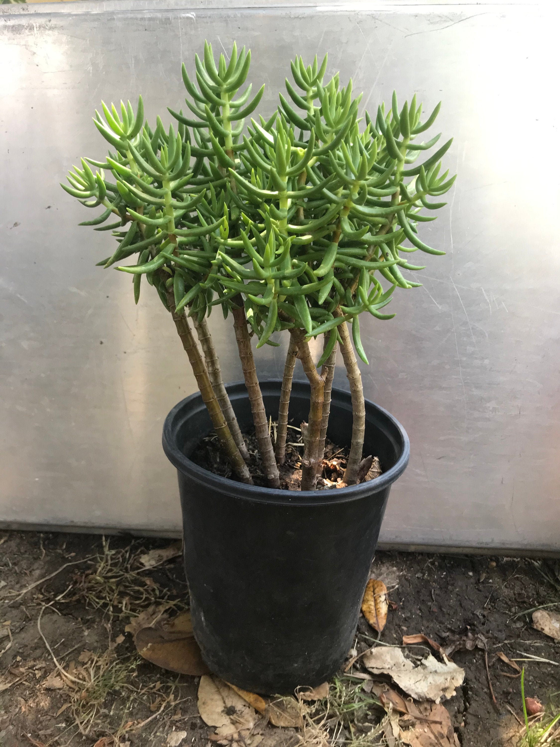 Crassula Tetragona 'Miniature Pine Tree' 2 inch