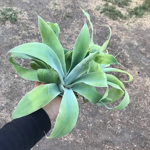 fox tail agave, agave attenuata, dragon tree agave, swan's neck agave, buy fox tail agave online, fox tail agave for sale, agave attenuata live plant, large fox tail agave, small fox tail agave plant, fox tail agave seeds, variegated fox tail agave