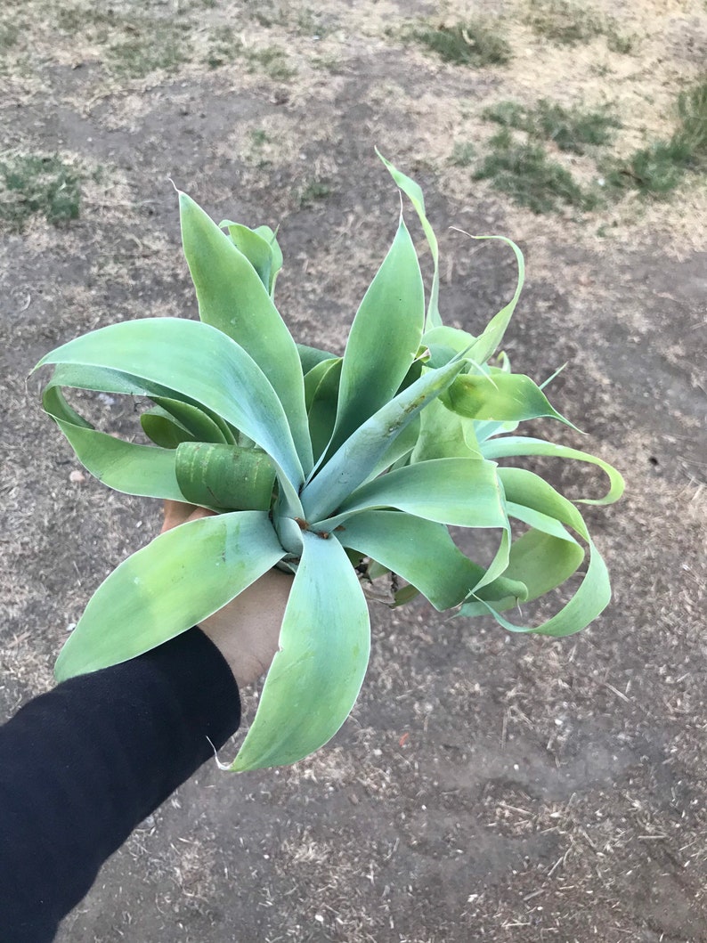 fox tail agave, agave attenuata, dragon tree agave, swan's neck agave, buy fox tail agave online, fox tail agave for sale, agave attenuata live plant, large fox tail agave, small fox tail agave plant, fox tail agave seeds, variegated fox tail agave
